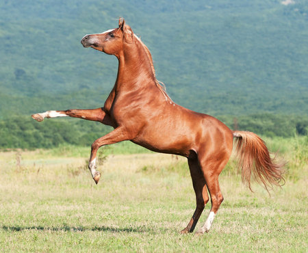 Arabian Stallion - oriental, chestnut, arabian, horses