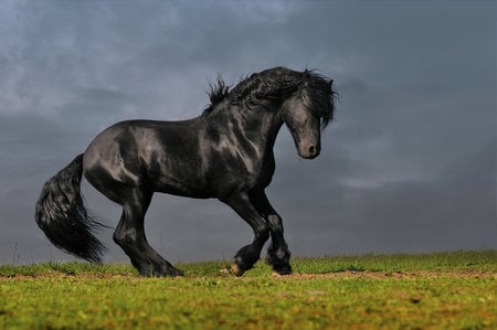 Black Beauty - horses, drafthorse, dutch, friesian, black