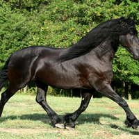 Keegan The Friesian Stallion