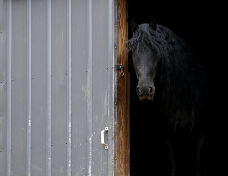 Welcome Home - black, horses, drafthorse, dutch, friesian