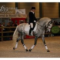 Grey Andalusian