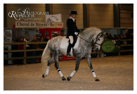 Grey Andalusian - horses, andalusian, dappled grey, spanish, dressage, grey