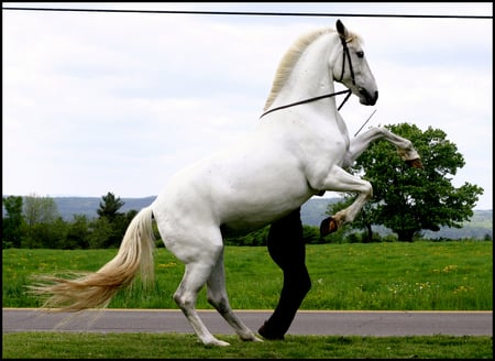 Rearing Andalusian - spanish, grey, white, horses, andalusian