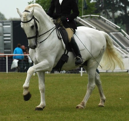 Andalusian - spanish, dressage, grey, white, horses, andalusian