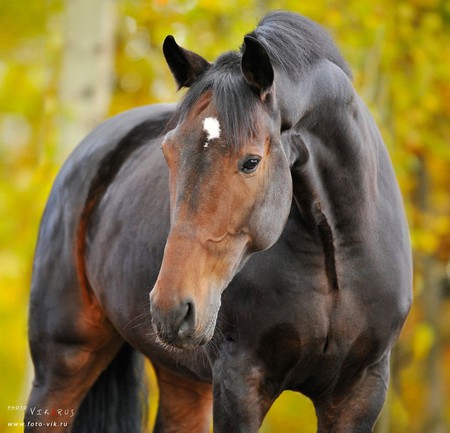 Autum Horse - thoroughbred, horses, english horse, bay