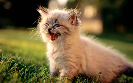 little ball of fur:) - cat, funny, lovely, cute, kitten