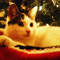 Christmas kitty