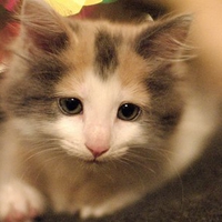 Sweet kitty