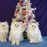 Sweet kittens near christmas tree