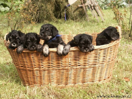 Schnauzers - basket, animal, schnauzer, dog, grass, puppy