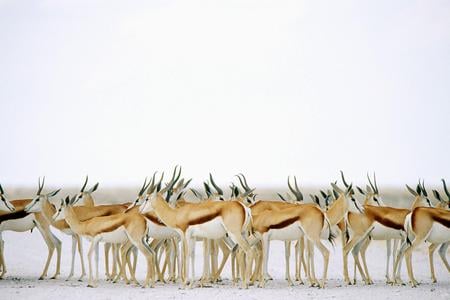 Herd-of-springbucks--Gazella - gazella, namibia, np, beautiful