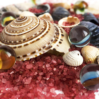 shells