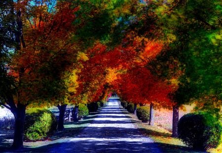 Beautiful road - colorful, trees, road, way