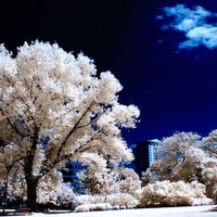 White trees