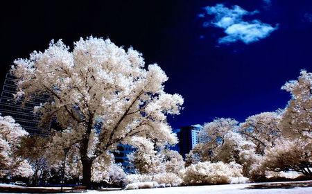 White trees - white, nature, sky, trees, beautiful, blue