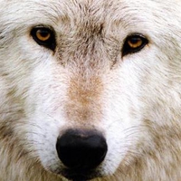 silver wolf
