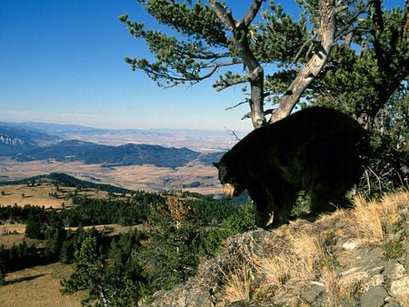 A-Walk-in-the-Park - panorama, bear, mountain, tree