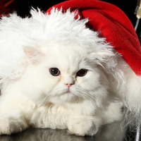 Christmas Cat