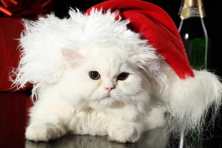 Christmas Cat - pretty, magic, fluffy, holiday, kitter, xmas, face, bottle, christmas cat, beauty, white, new year, cute, gift, animals, cat face, eyes, paws, kitten, red, magic christmas, cats, merry cristmas, hat, furry, happy new year, beautiful, photography, lovely, sweet, cat, christmas, santa, champagne, season, adorable, kitty