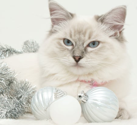 Sweet Cat - new year, cat face, beauty, xmas, eyes, magic, photography, animals, magic christmas, face, balls, pretty, holiday, cute, cat, adorable, kitty, ball, lovely, kitten, christmas, happy new year, cats, christmas cat, beautiful, sweet