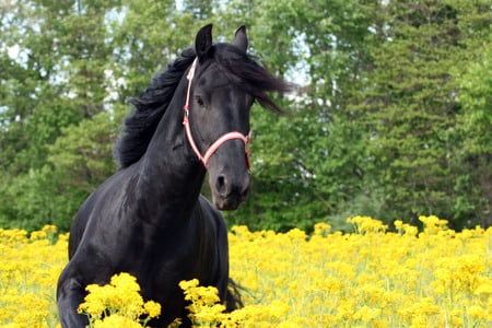 Keegan - black, keegan, horses, drafthorse, dutch, friesian