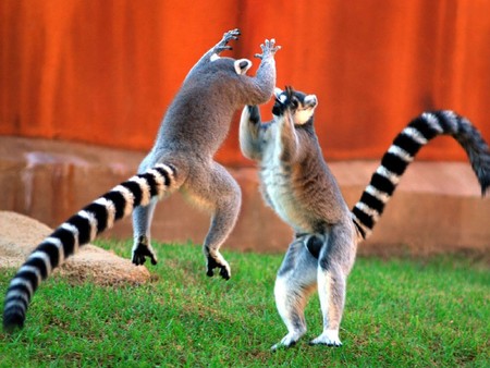 Lemur play - lemur, animals