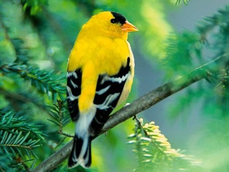 gold american - nature, yellow, animals, green, funny, color, birds