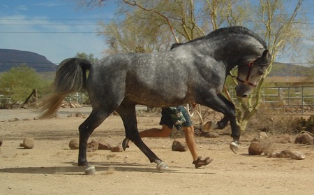 Lippizaner - dressage, horses, lippizaner, vienna, animals