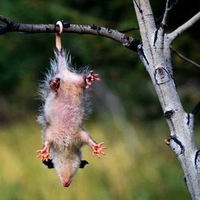 Opossum hanging 