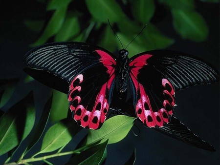 black butterfly - butterfly, black, nature, animals