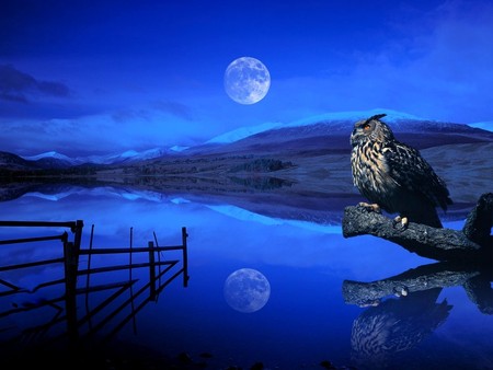 watchman - owl, moon, nature, blue, lake, sky, animals