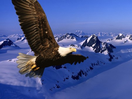 Eagle - ice, bald, animals, winter, mountains, nature, eagle, snow, long flight home