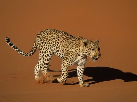 Leopard - leopard, deserts, cat, animals