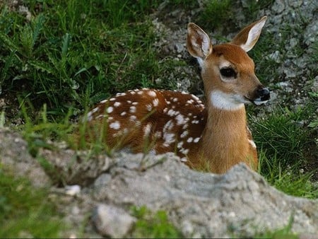 Doe - fawn, doe, nature, animals