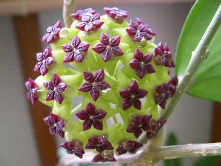 Hoya cinnamomifolia - wax flower, hoya, hoya cinnamomifolia, asclepiad