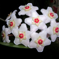 Hoya carnosa (Wax Flower)