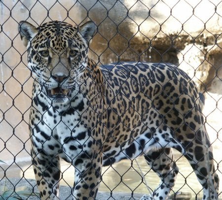 jaguar in prison - jaguar, cat, wild