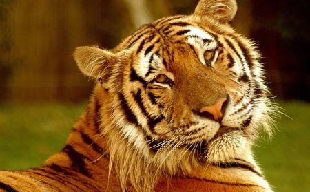 tiger - beauty, tiger, wild