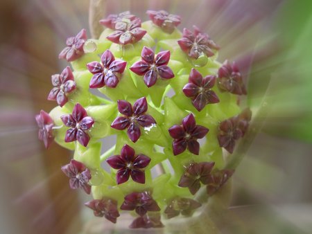 Hoya cinnamomifolia - purple, hoya cinnamomifolia, wax flower, green, hoya, asclepiad