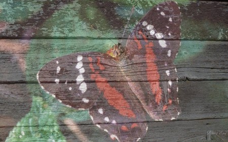 Butterfly Aboard - board, butterfly, widescreen