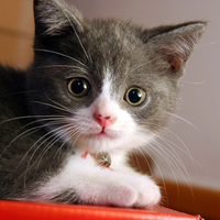 My Kitty, Yogi