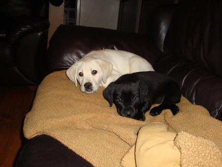 My two Dogs Nirto and Baxter - or puppies, dogs