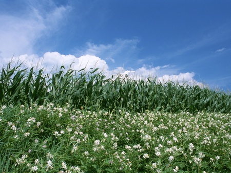 maize-border - green