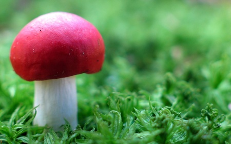 mushroom red  - color