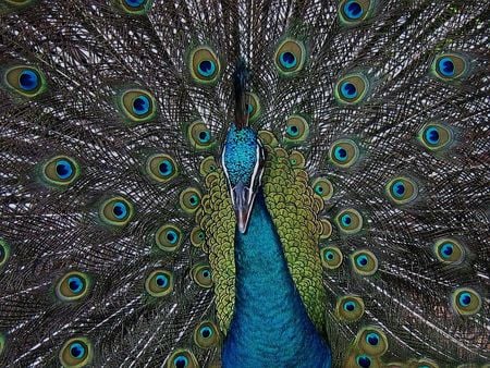 peacock - peacock, animals