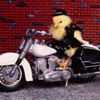 chicken motorbiken