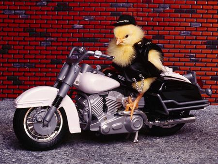 chicken motorbiken - motorbiken, chicken, funny, animals