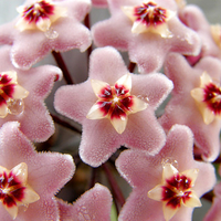 Hoya carnosa (Wax Flower)