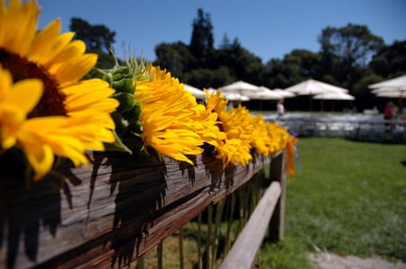 Sunflowers - sunflowers