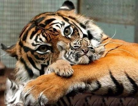 Mother and Baby Tiger - sleeping, baby, cats, animals, mother, protecting, beauitful, tigers